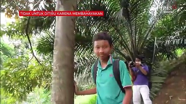Ini Motivasi Siswa di Simalungun Yang Nekat Panjat Pohon Untuk Sekolah Online
