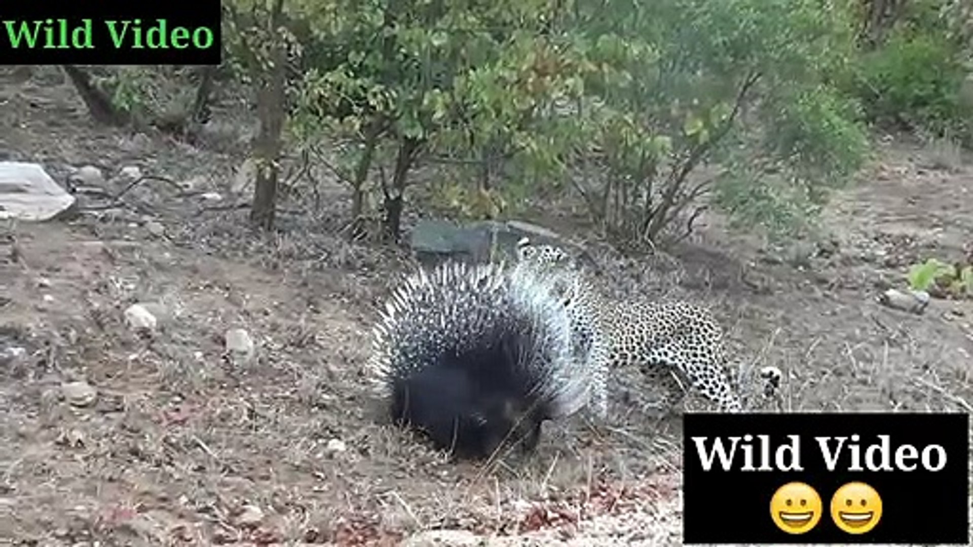 Silly leopard taking on porcupine at high speed_Leopard Dancing _Animals _Earth _Universe _Wild Anim