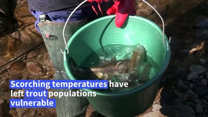 Oxygen-starved fish relocated amid drought conditions in France