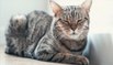 Le virus de la panleucopénie, une inquiétante maladie mortelle chez les chats, émerge aux Pays-Bas