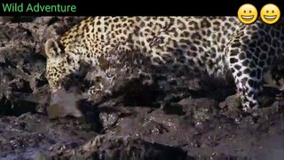 leopards learn how to catch catfish|leopard catfish|Leopards Hunting |Universe Adventure