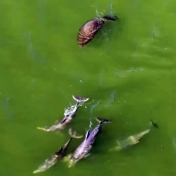Un lamantin rejoint un banc de dauphins pour jouer