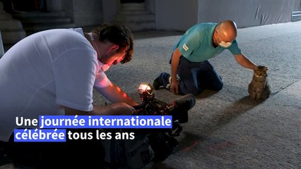 Journée internationale du chat: le 8 août, les chats sont à l'honneur