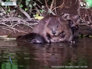 400 Yıl Sonra Yeniden Ortaya Çıktılar