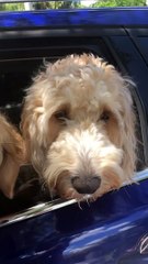 Second Dog Steals Summer Treat