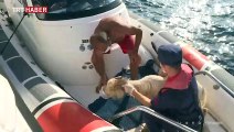 Adada mahsur kalan keçiyi Sahil Güvenlik kurtardı