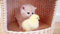 Kittens walk with a tiny chicken