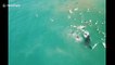 Stunning drone footage captures moment whale swings tale at surfers