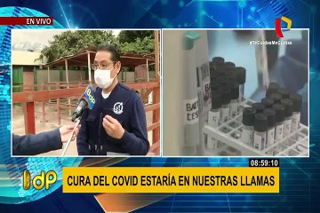 COVID-19: desarrollarán tratamiento utilizando nanoanticuerpos de llamas