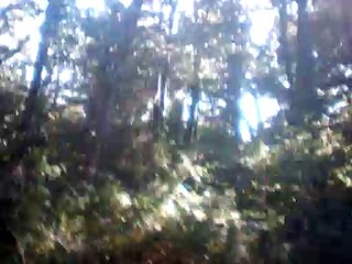 the linden tree guitar melody