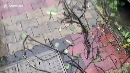 Mumbai storm brings devastation with trees blown onto road