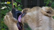 Sweltering Temps Have Zoo Giving Frozen Horsehide Treats to Lion Pride!