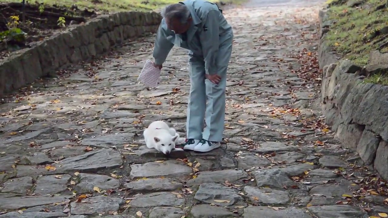 japon temple animaux