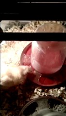 The first moments of a chick that has just hatched alone in my incubator ...