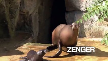 Baby sea lion plays with mother at Berlin Zoo