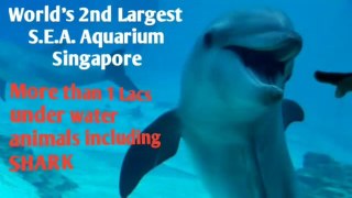 SEA  Aquarium  Singapore - 2nd Largest Aquarium in the  world ,Shark  is available  in this Aquarium  / Sea Aquarium Sentosa  Island