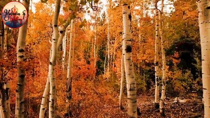 Discover the True Meaning of Life and How to Make It Beautiful ✨