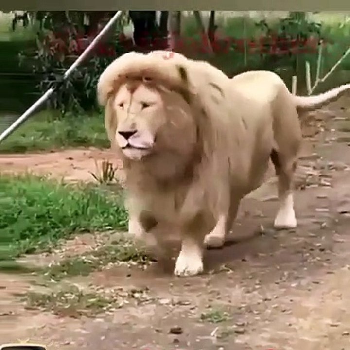 a funny lion