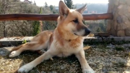 Most cutest dogs in the world||Dogs