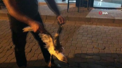 Yaralı martıya vatandaş sahip çıktı