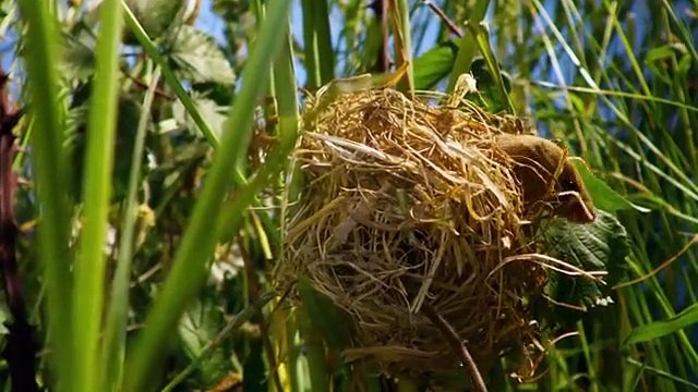 Amazing Nature, Whatsapp Status ,4k clearity, tigers, lions,birds, flowers in this video.