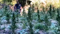 Catania - Scoperta piantagione di marijuana da 2 milioni di euro (08.08.20)