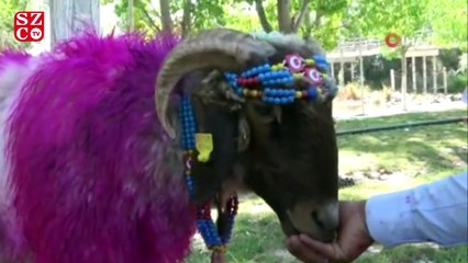 Koyunlar 847. kez Köprübaşından karşıya atlayacak