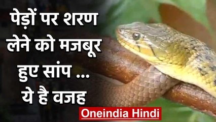 Karnataka Tunga River में तेज बहाव की वजह से पेड़ों पर शरण लेने को मजबूर सांप वनइंडिया हिंदी