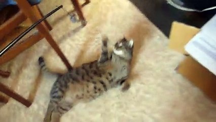 le chat Petitcoeur joue avec sa canne a peche souris