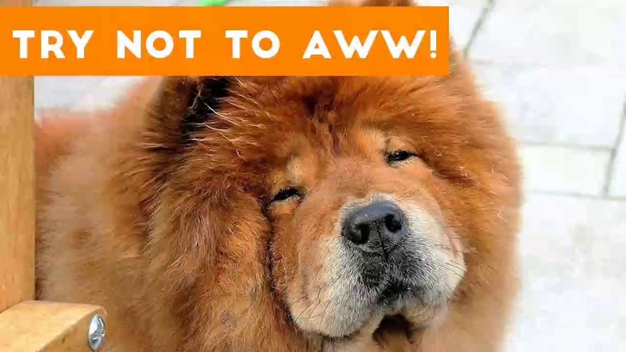 Try Not to AWW! at These Cute and Funny Animals _ Funny Pet Videos