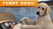 Funny Dogs Compilation 2017 _ Best Funny Dog Videos Ever