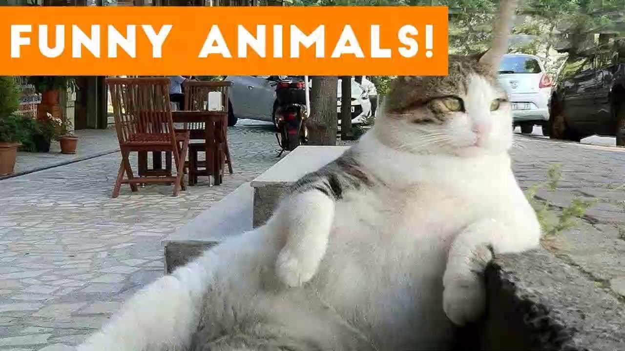 Funniest Pets of the Week Compilation September 2017 _ Funny Pet Videos