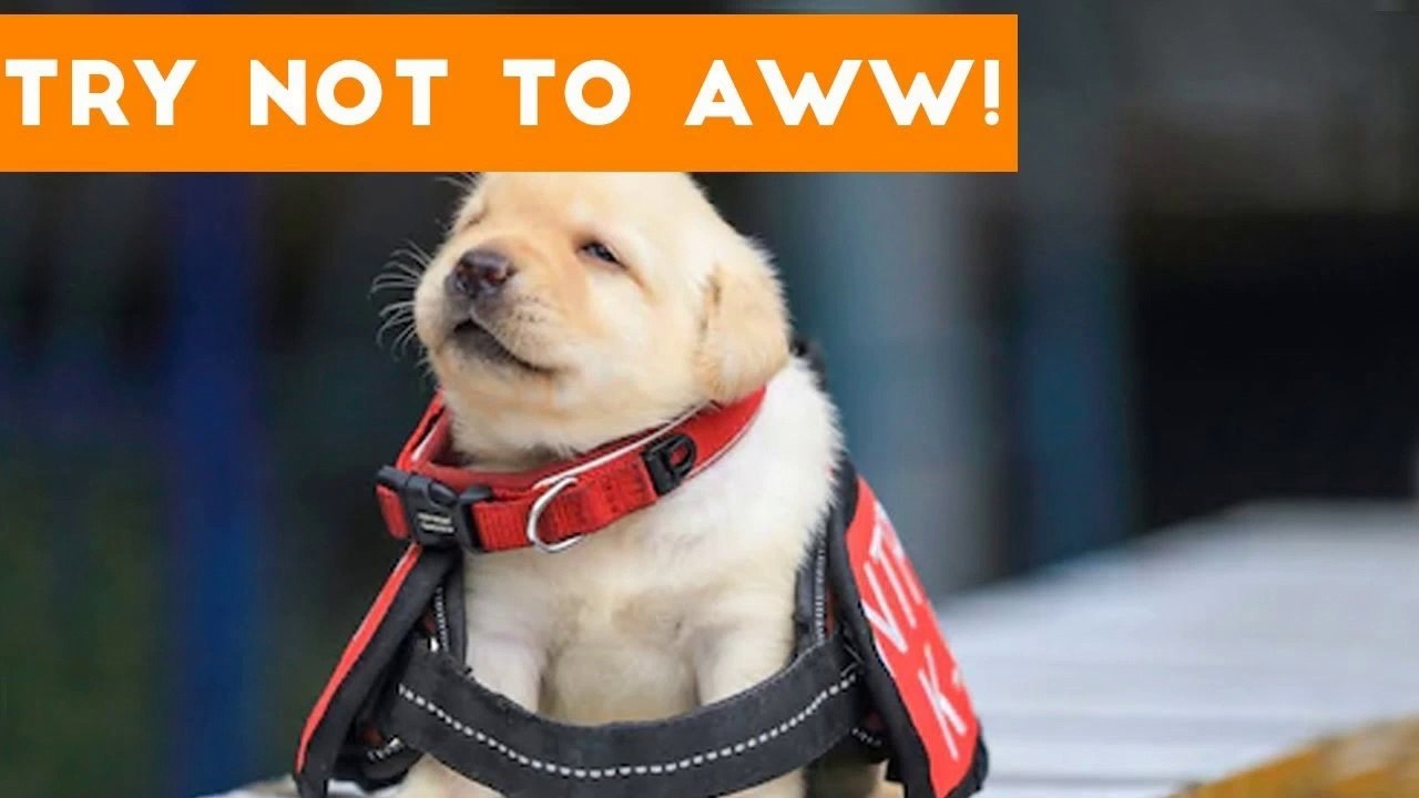 Try Not to AWW! at These Cute and Funny Animals _ Funny Pet Videos