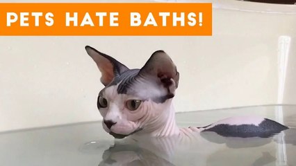 Funniest Pets Hate Taking Baths Home Videos of 2017 Compilation _ Funny Pet Videos