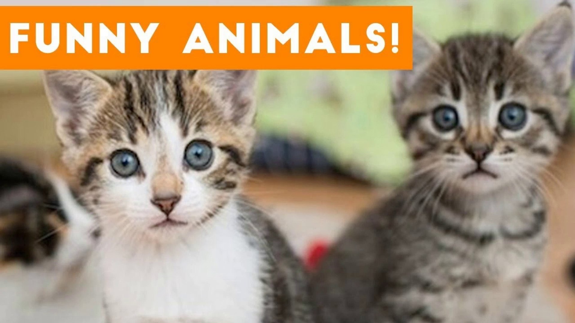 ⁣Funniest Pets of the Week Compilation September 2017 _ Funny Pet Videos