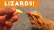 Funniest Lizard & Reptile Blooper & Reaction Videos of 2017 Weekly Compilation _ Funny Pet Videos
