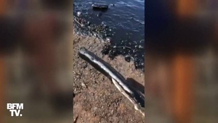 Les images d'une plage de l'île Maurice souillée par une marée noire, après une fuite d'hydrocarbures