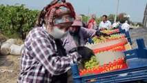 Sultani üzümde ilk ihracat tırları törenle uğurlandı