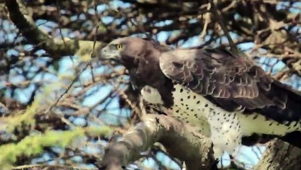 Thế_Giới_Động_Vật_-_Không_Thể_Tin_Rằng_Đại_Bàng_Lại_Tha_Được_Con_Mồi_To_Đến_Vậy