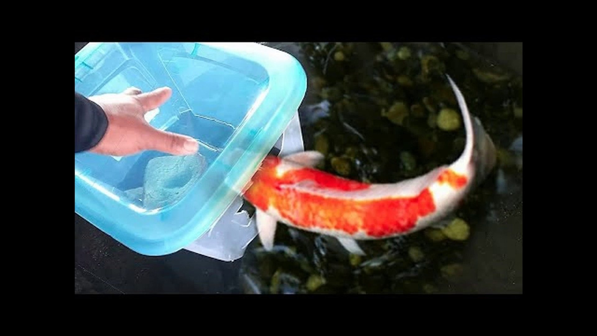 Homemade Plastic Bin FISH TRAP! DIY Fishing - video Dailymotion