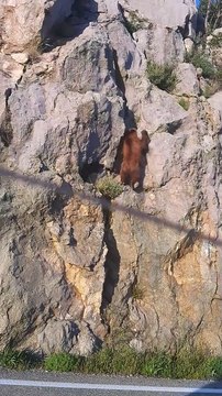 Bear Skillfully Scales Rock Face