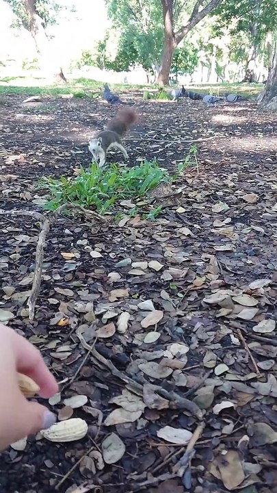 Feeding Squirrels Peanuts in the Park