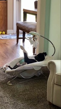Dog Playfully Paws Toys in Baby Bed