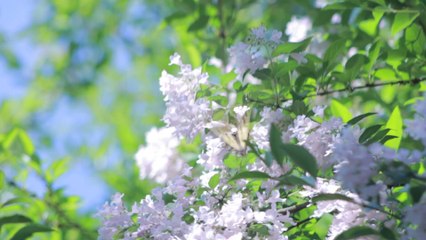 Morning Nature Beauty / Butterfly / Flowers / Prince_Spark