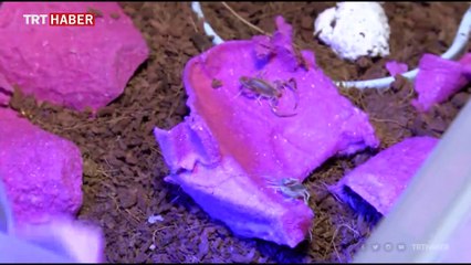 Malatyalı girişimci akrep zehri ihracatına hazırlanıyor