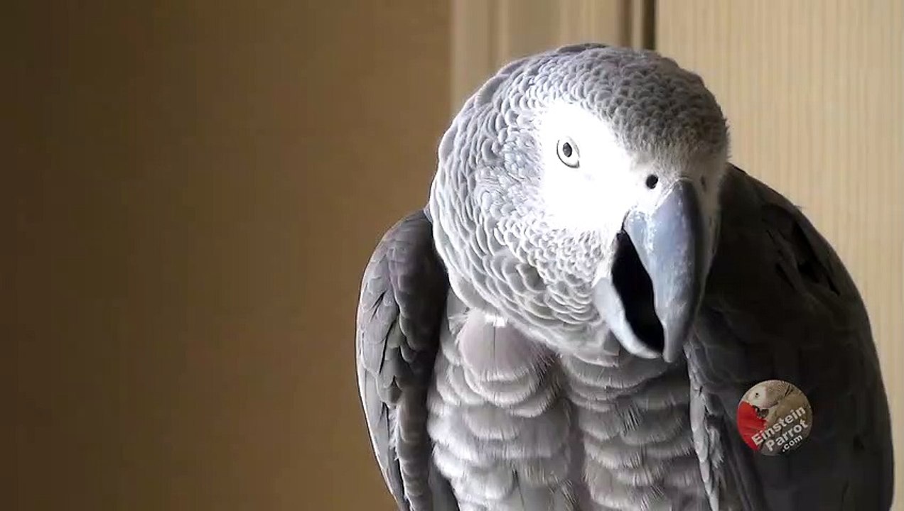 Parrot knows the difference between a wave and a shake