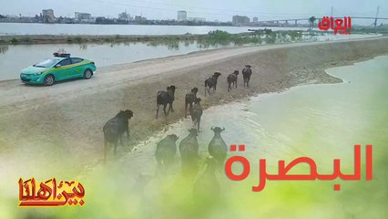 اليوم جبناكم للبصرة الفيحاء منو منها؟
