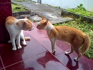 Kucing Berantem Rebutan Wilayah; Suara kucing