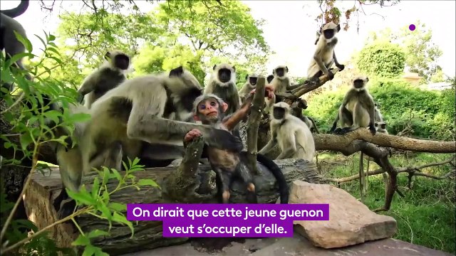 Caméras espions en terre animale