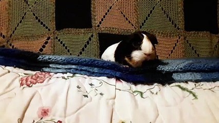 CAVIA PORCELLUS PARSLEY 20190905_083029